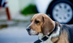 Beagle w obroży, gotowy do nauki komend. Czeka na smakołyk i pochwałę.