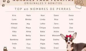 Uroczy piesek z kokardką na głowie, obok lista z propozycjami słodkich imion dla psa chłopaka, np. Foxy, Graci, Ika.