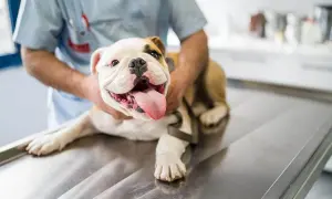 Uśmiechnięty buldog leży na stole weterynaryjnym, zadowolony po zabiegu. Widać, jak wygląda pies po kastracji – zdrowy i szczęśliwy.