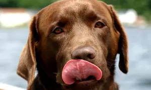 Czekoladowy labrador z językiem na wierzchu. Zastanawiasz się, dlaczego pies piszczy bez powodu? Może po prostu chce się bawić!