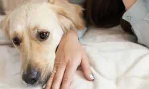 Złoty retriever kładzie głowę na dłoni właścicielki, jak pies przeprasza. Jego oczy wyrażają smutek i nadzieję na przebaczenie.
