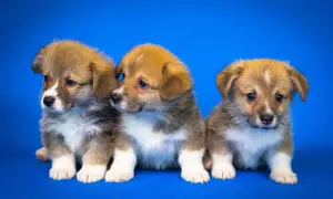 Trzy urocze szczenięta corgi siedzą obok siebie. Czy to suczka czy pies? Trudno powiedzieć, ale wszystkie są słodkie!