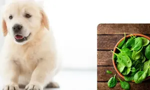 Słodki szczeniak golden retrievera zastanawia się, czy pies może jeść szpinak, który leży w miseczce obok.