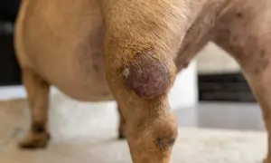 Widoczny guz na nodze psa, prawdopodobnie mastocytoma. Zmiana skórna jest okrągła, z zaczerwienioną i lekko łuszczącą się powierzchnią.