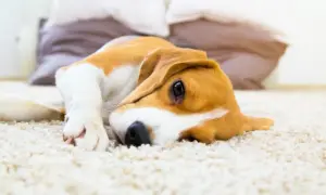 Uroczy beagle leży na dywanie, marząc o smakołykach bez ksylitolu dla psa.