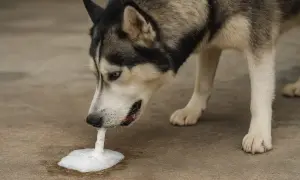 Siberian husky z pianą w pysku, która może sugerować wymioty z krwią u psa.