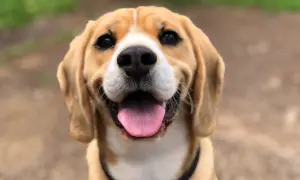 Uśmiechnięty beagle z wystawionym językiem. Idealny kandydat na śmieszne imiona dla psa, np. Pączek czy Kabanos.
