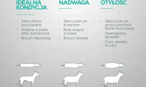Ilustracja pokazuje trzy sylwetki psów: idealna kondycja, nadwaga i otyłość. Nadwaga u psa objawia się brakiem wcięcia w pasie i obwisłym brzuchem.