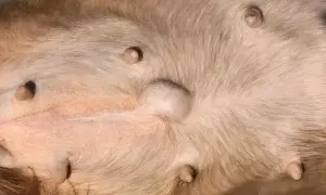 Widoczny kaszak u psa na brzuchu, obok sutków. Zmiana skórna jest okrągła i lekko uniesiona.