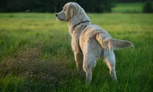 Złoty retriever na łące, z ogonem w górze. Czasem psy gryzą ogon z nudów, ale ten wygląda na zaciekawionego.