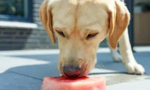 Labrador z zaciekawieniem wącha kawałek arbuza. Czy pies może jeść arbuza? Tak, ale bez pestek i skórki.