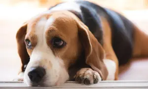 Smutny beagle leży, jego oczy wyrażają troskę o zdrowie. Może potrzebuje badań na lipazę u psa?