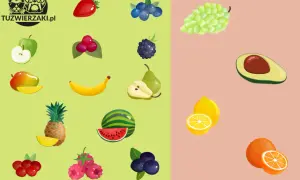 Czy pies może jeść borówki? Na obrazku owoce: truskawka, jabłko, maliny, borówki, jeżyna, gruszka, banan, mango, arbuz, ananas, winogrona, awokado, cytryna, pomarańcza.
