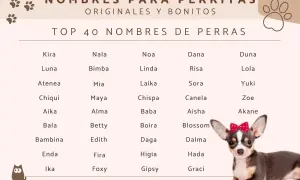 Lista oryginalnych imion dla suczek: Kira, Luna, Atenea, Chiqui, Aika, Bala, Bambina, Enda, Ika, Nala, Bimba, Mia, Maya, Alma, Betty, Edith, Fira, Foxy, Noa, Linda, Laika, Chispa, Baba, Boira, Daga, Higia, Gipsy, Dana, Risa, Sora, Canela, Aisha, Blosso...