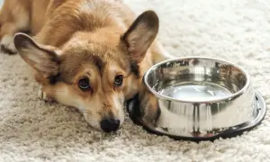 Smutny corgi leży obok miski z wodą. Może jest mu za gorąco i pies nie pije wody, bo woli się ochłodzić?