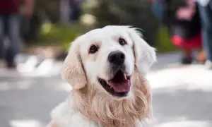 Uśmiechnięty golden retriever z otwartym pyskiem. Czy to jego mina, gdy zastanawia się, dlaczego pies boi się wszystkiego?