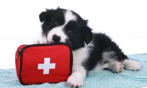 Uroczy szczeniak rasy border collie leży obok czerwonej apteczki. To symboliczna reanimacja psa, gotowego do pomocy.