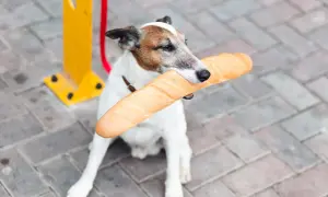 Piesek z bagietką w pysku. Czy pies może jeść chleb? Ten psiak chyba tak, bo wygląda na zadowolonego z łupu.