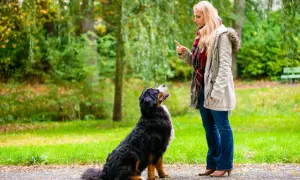 Kobieta uczy psa siadać w parku. Pies patrzy na nią z uwagą, czekając na kolejne polecenie.