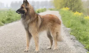 Piękny owczarek belgijski Tervuren stoi na żwirowej ścieżce, otoczony zielenią i żółtymi kwiatami.