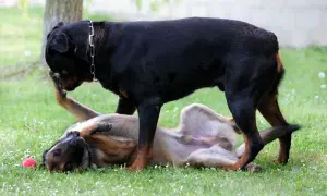 Rottweiler stoi nad leżącym na plecach psem, który wygląda, jakby uczył się, jak zdominować psa.