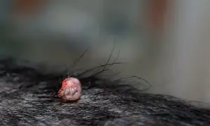Widoczna brodawka u psa, różowa i lekko zaczerwieniona, wyrasta z ciemnej sierści.