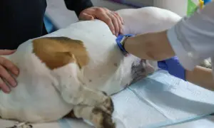 Weterynarz wykonuje sterylizację psa. Pies leży na stole, a lekarz w rękawiczkach zajmuje się jego brzuchem.