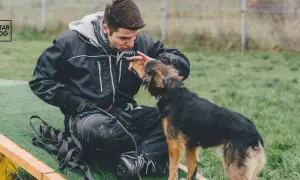 Behawiorysta dla psa buduje relację z czworonogiem, ucząc go nowych sztuczek i pozytywnych zachowań.