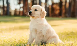 Uroczy szczeniak golden retriever siedzi na trawie. Zastanawia się, co może jeść szczeniak oprócz karmy, np. kawałek jabłka.