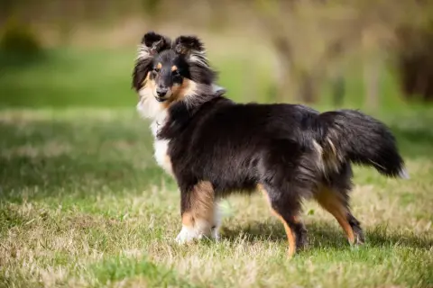 Uroczy sheltie pies, z puszystą sierścią i bystrym spojrzeniem, stoi na zielonej trawie.