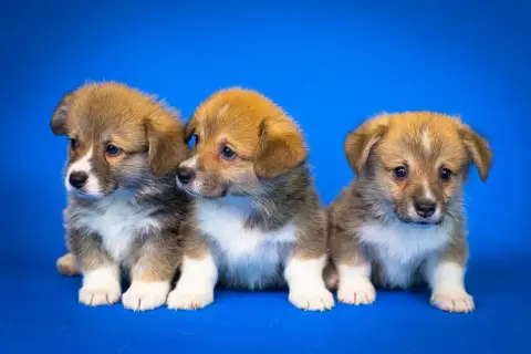 Trzy urocze szczenięta corgi siedzą obok siebie. Czy to suczka czy pies? Trudno powiedzieć, ale wszystkie są słodkie!