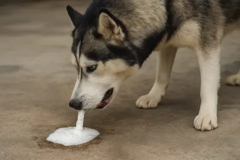 Siberian husky z pianą w pysku, która może sugerować wymioty z krwią u psa.