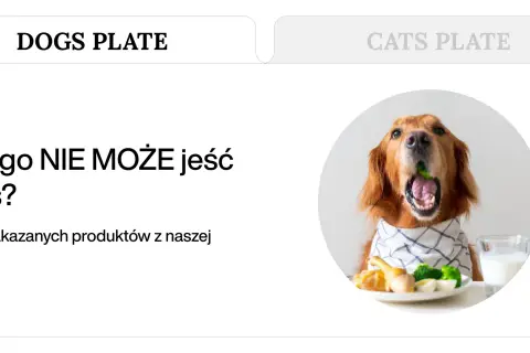Złoty retriever z brokułem w pysku, obok talerz z jedzeniem i mlekiem. Temat: czego nie mogą jeść psy.
