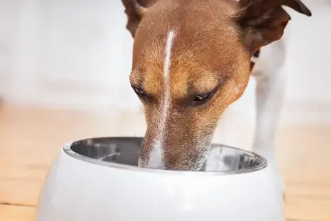 Pies z uwagą pije z miski. Czy pies może kefir? To pytanie nurtuje wielu właścicieli czworonogów.