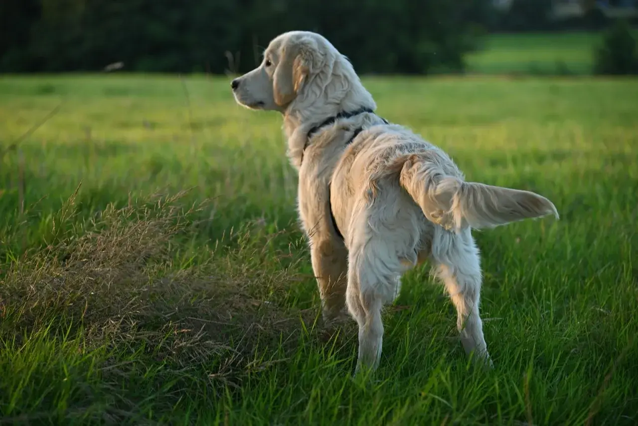 Złoty retriever na łące, z ogonem w górze. Czasem psy gryzą ogon z nudów, ale ten wygląda na zaciekawionego.
