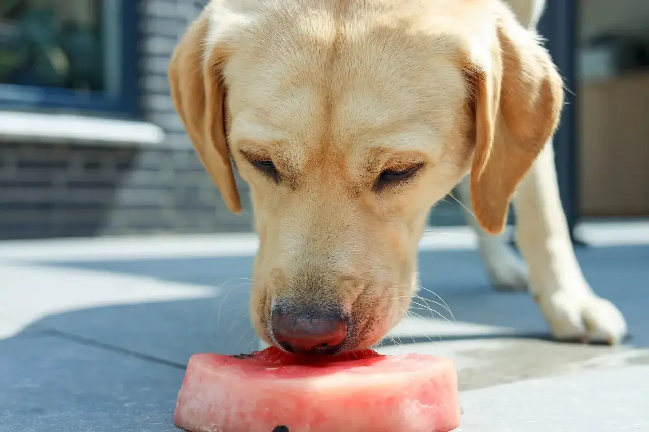 Labrador z zaciekawieniem wącha kawałek arbuza. Czy pies może jeść arbuza? Tak, ale bez pestek i skórki.