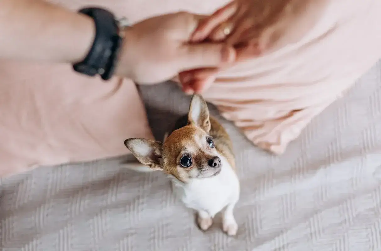 Mały piesek chihuahua, zazdrosny o właściciela, patrzy z nadzieją na ręce trzymające się blisko siebie.