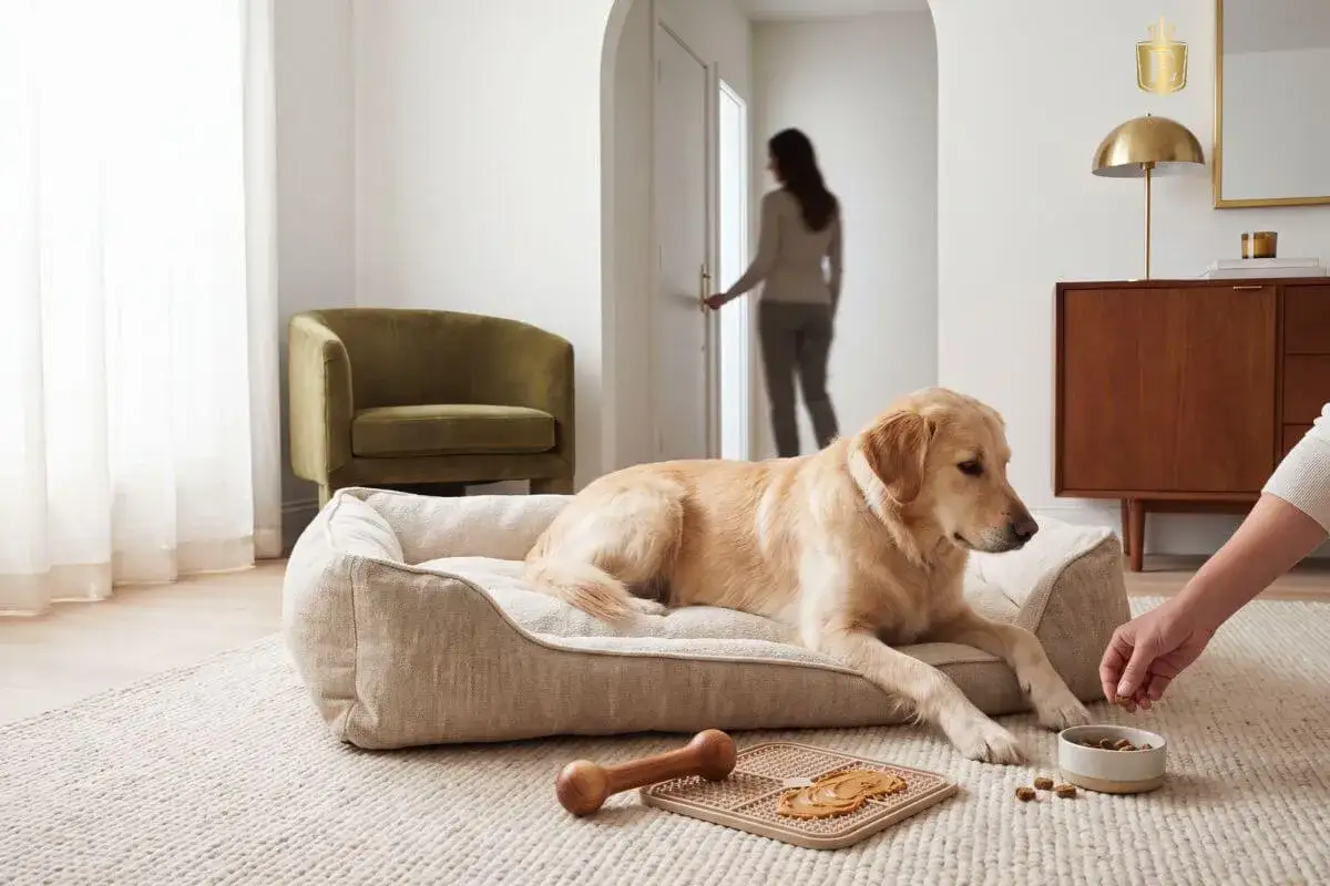 Golden retriever leży na legowisku, patrząc na miseczkę z przysmakami. Kobieta odchodzi, co może wywołać u psa lęk separacyjny.