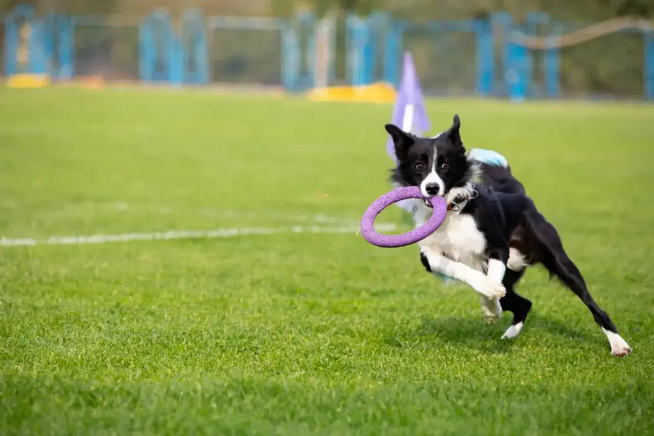 Czarno-biały pies rasy border collie biegnie po trawie z fioletową zabawką w pysku. Idealny sposób, jak zmęczyć psa podczas zabawy na świeżym powietrzu.