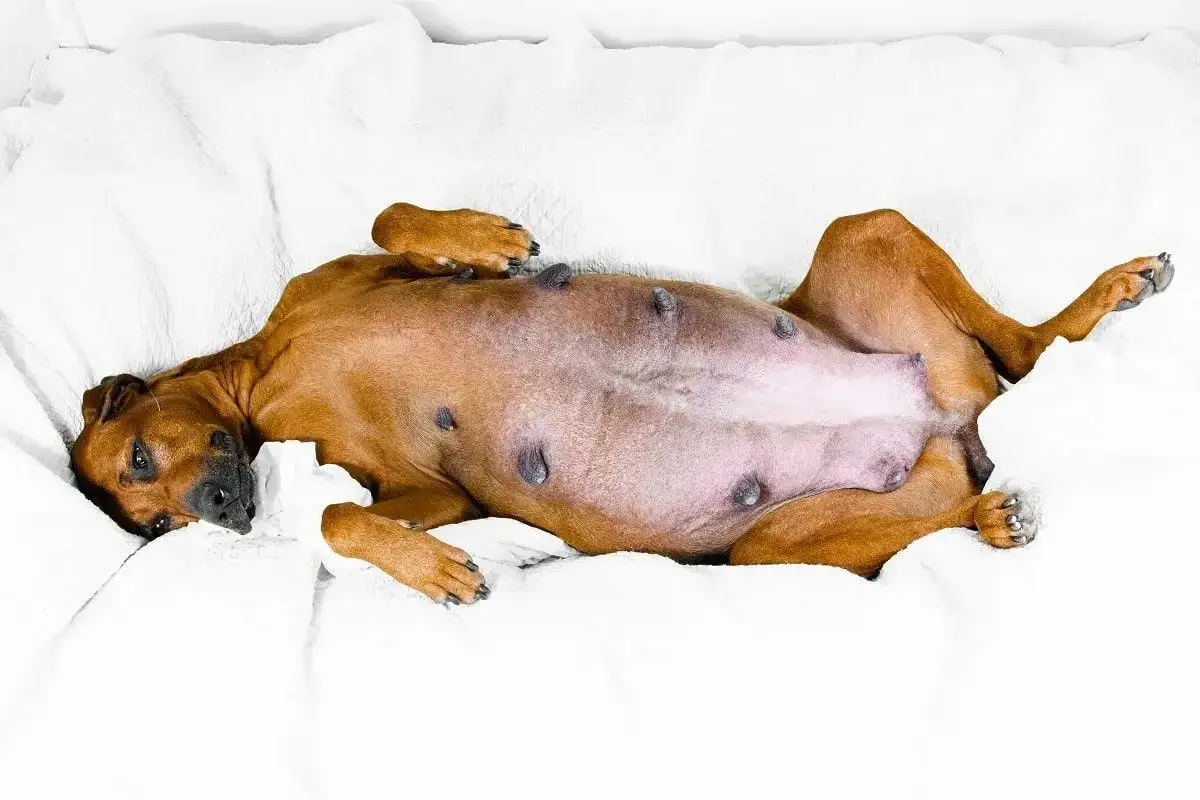 Brzuchatej suczce Rhodesian Ridgeback leżącej na plecach na białym tle. Widać jej sutki, co sugeruje, że pies jest w ciąży.
