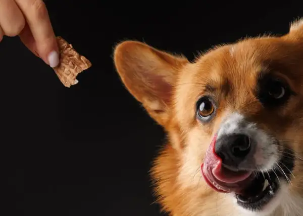 Corgi z językiem na pysku czeka na przysmak. Czy to karma sucha czy mokra dla psa?