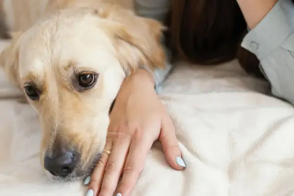 Złoty retriever kładzie głowę na dłoni właścicielki, jak pies przeprasza. Jego oczy wyrażają smutek i nadzieję na przebaczenie.