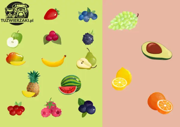 Czy pies może jeść borówki? Na obrazku owoce: truskawka, jabłko, maliny, borówki, jeżyna, gruszka, banan, mango, arbuz, ananas, winogrona, awokado, cytryna, pomarańcza.