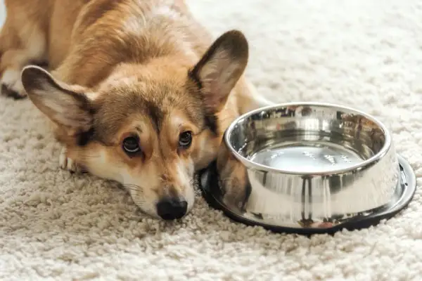 Smutny corgi leży obok miski z wodą. Może jest mu za gorąco i pies nie pije wody, bo woli się ochłodzić?