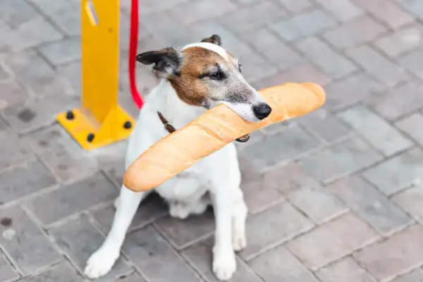 Piesek z bagietką w pysku. Czy pies może jeść chleb? Ten psiak chyba tak, bo wygląda na zadowolonego z łupu.