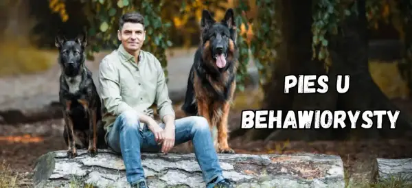 Mężczyzna z dwoma owczarkami niemieckimi siedzi na pniu. Kto to behawiorysta? Pomaga psom zrozumieć świat.