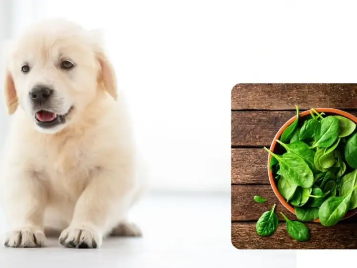 Słodki szczeniak golden retrievera zastanawia się, czy pies może jeść szpinak, który leży w miseczce obok.