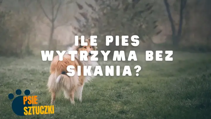 Ile pies wytrzyma bez sikania? Poznaj bezpieczne normy!